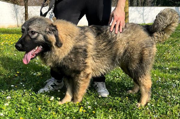 VIENNA CUCCIOLA PASTORE DEL CAUCASO Foto 5